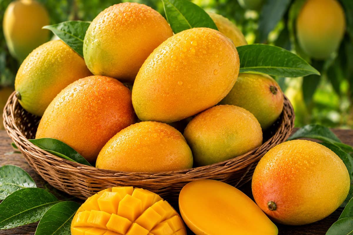 Fresh Alphonso & Kesar Mango