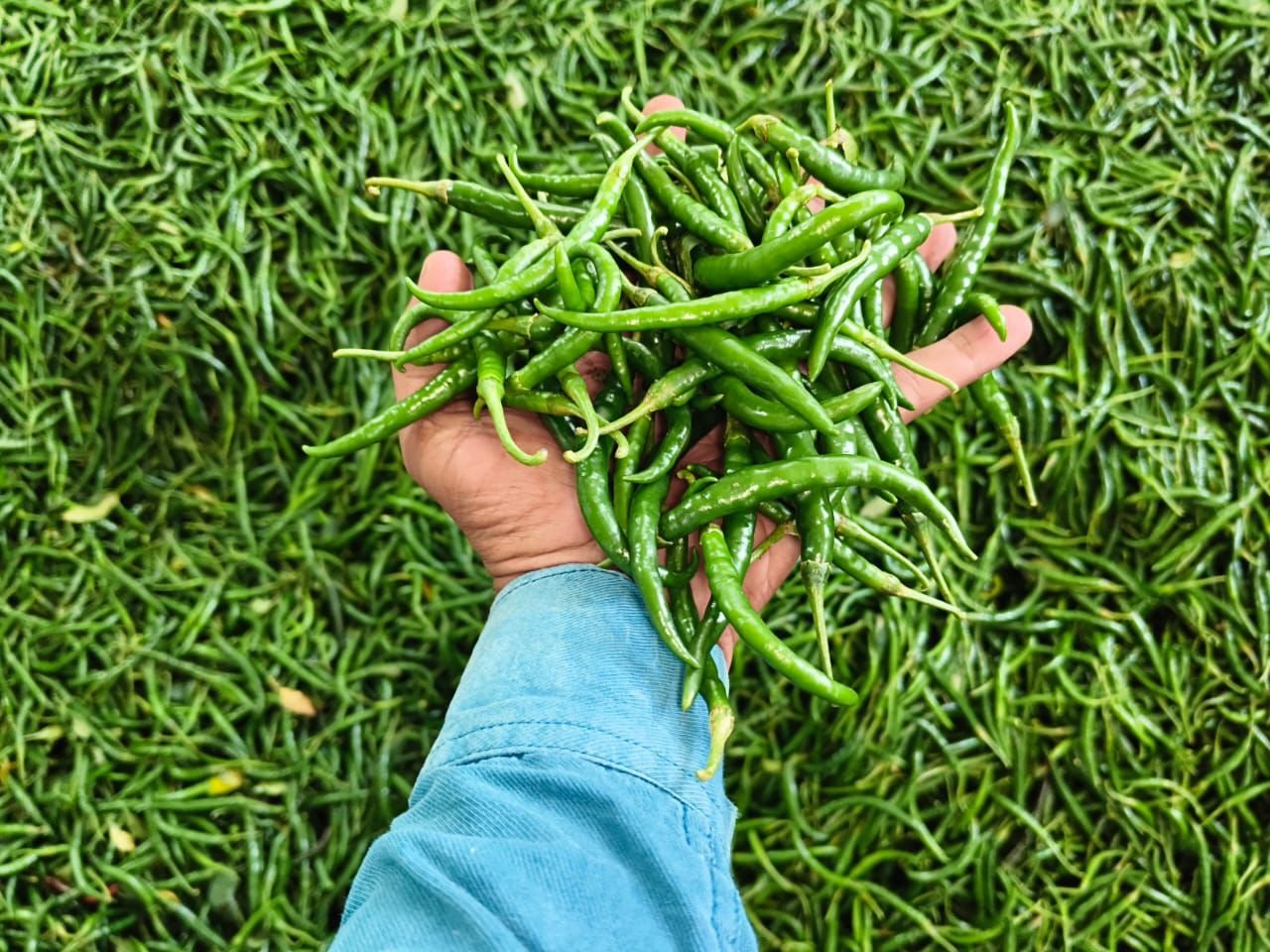 Why Import Fresh Produce from India to the UAE?