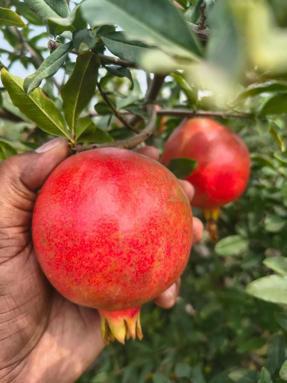 Why Source Fresh Produce from India for Singapore?