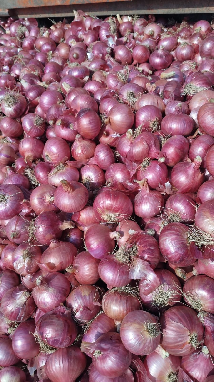Why Source Fresh Produce from India for Malaysia?