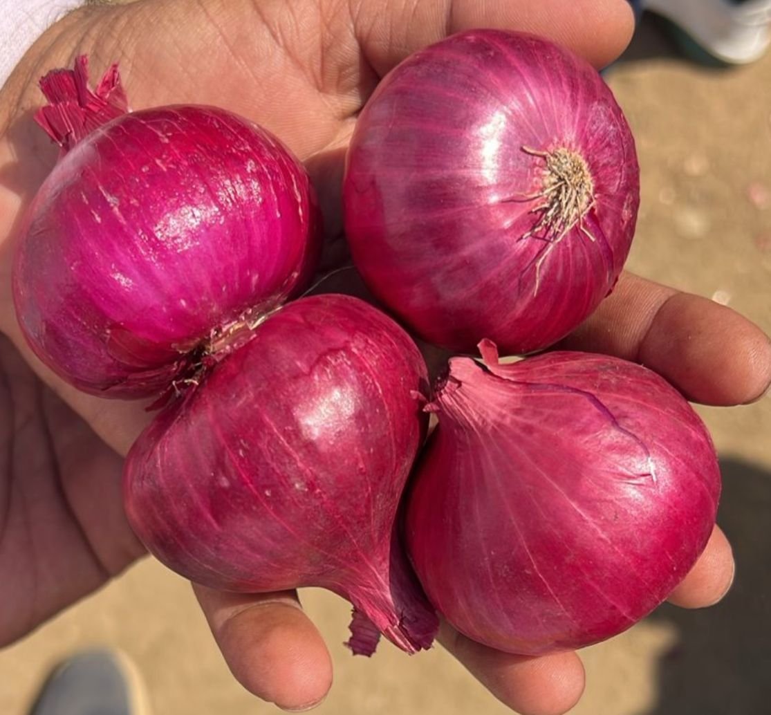 Nashik Red Onion