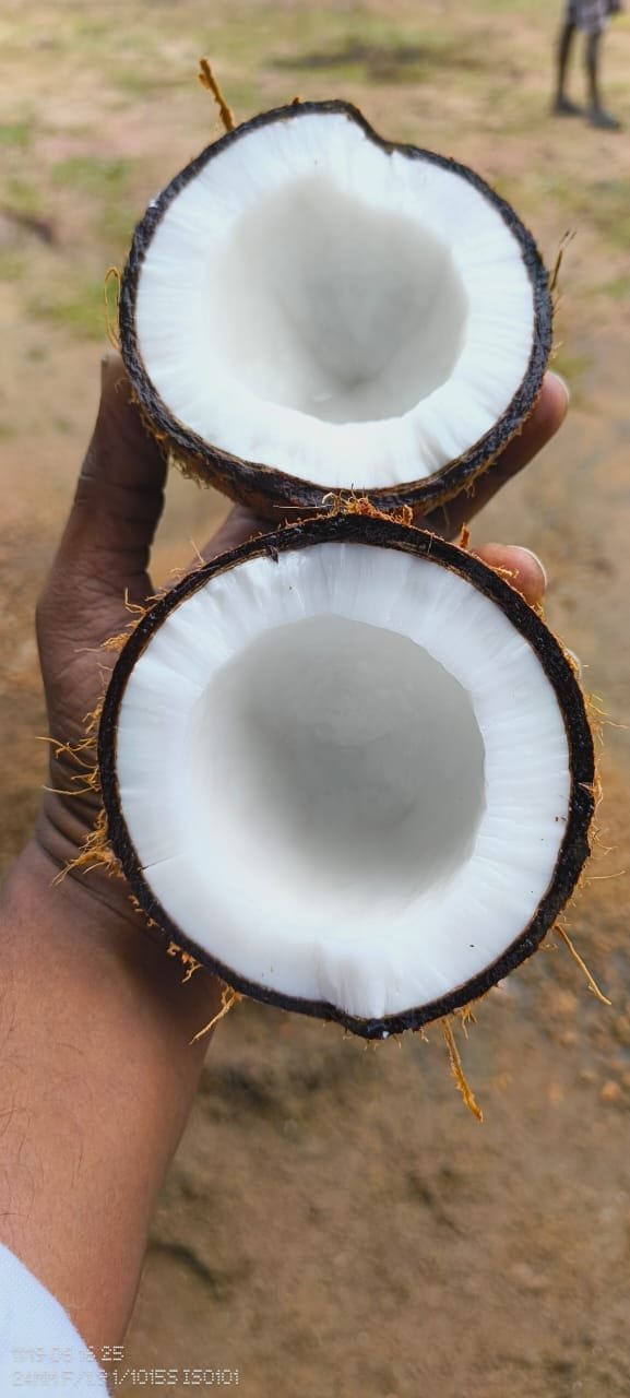 Semi Husked Coconut